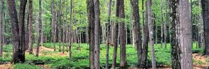 Forest-Farming Agroforestry.jpg